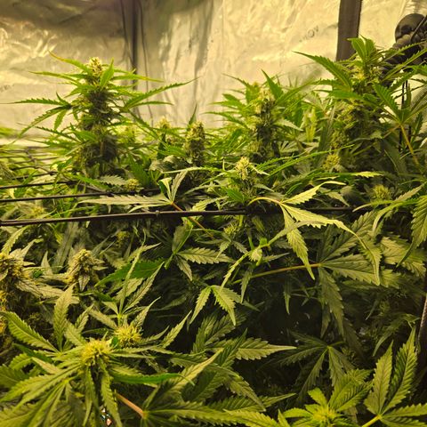 Grandaddy Purple Auto #1 growlog timeline photo