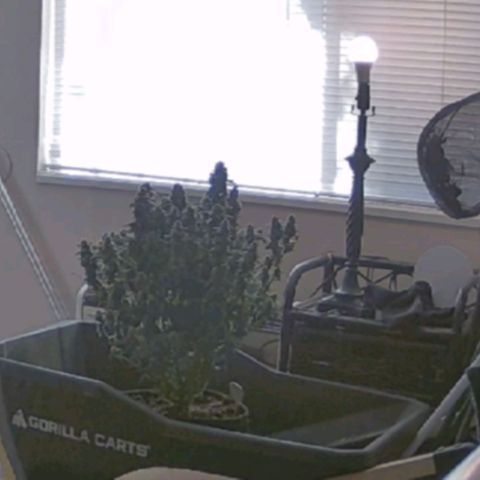 Grandaddy Purple Auto #1 growlog timeline photo
