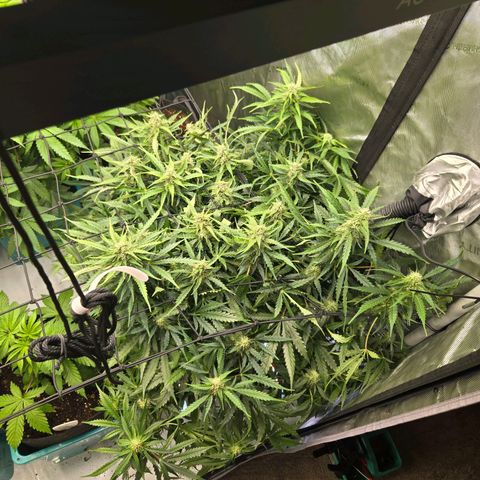 Grandaddy Purple Auto #1 growlog timeline photo
