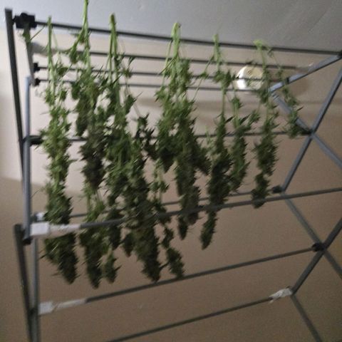 Apollo F1 - RQS growlog timeline photo