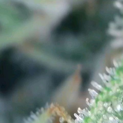 Grandaddy Purple Auto #1 growlog photo: Getting closer....