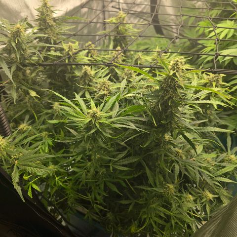 Grandaddy Purple Auto #1 growlog photo: Getting closer....