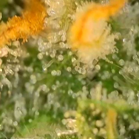 Grandaddy Purple Auto #1 growlog photo: Getting closer....