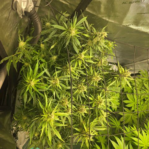 Grandaddy Purple Auto #1 growlog photo: Getting closer....