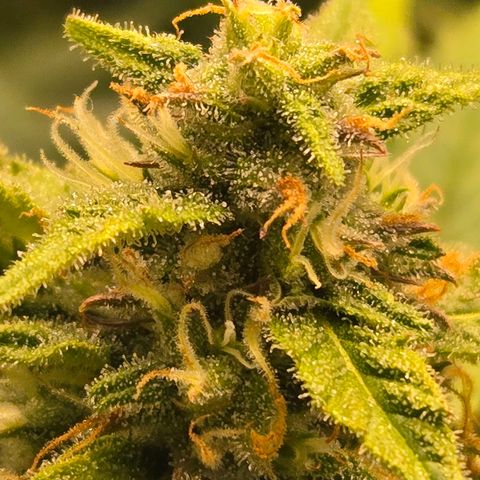 Grandaddy Purple Auto #1 growlog timeline photo