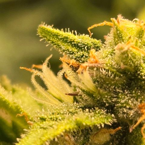 Grandaddy Purple Auto #1 growlog timeline photo