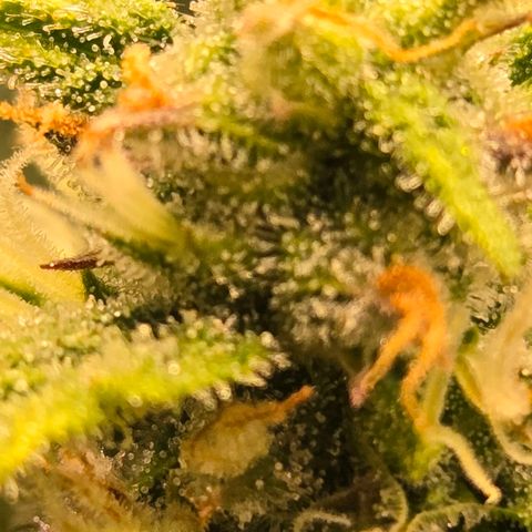 Grandaddy Purple Auto #1 growlog timeline photo