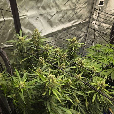 Grandaddy Purple Auto #1 growlog timeline photo