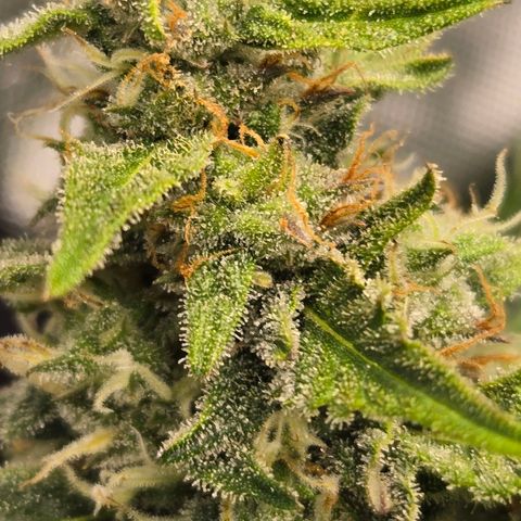 Grandaddy Purple Auto #1 growlog timeline photo