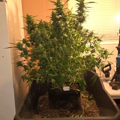 Grandaddy Purple Auto #1 growlog timeline photo