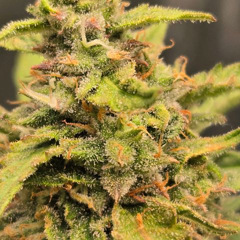 Grandaddy Purple Auto #1 growlog timeline photo