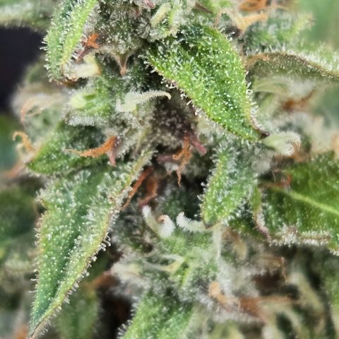Grandaddy Purple Auto #1 growlog timeline photo