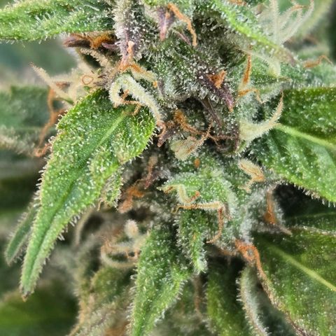Grandaddy Purple Auto #1 growlog timeline photo