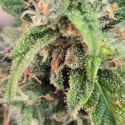 Grandaddy Purple Auto #1 growlog timeline photo