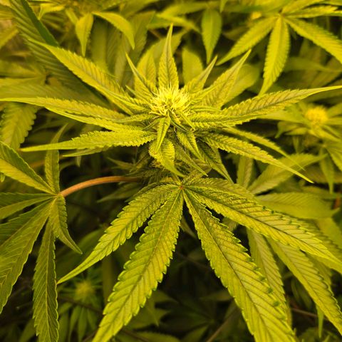 Dark Putang #1 growlog timeline photo