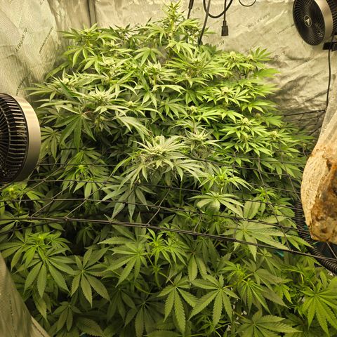 Dark Putang #1 growlog timeline photo