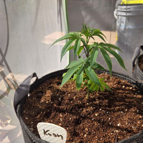 OG Kush - RQS #1 growlog timeline photo