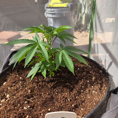 Dark Putang #1 growlog timeline photo