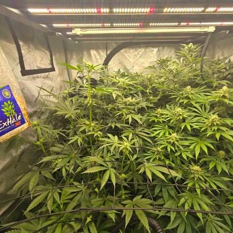 Dark Putang #1 growlog timeline photo