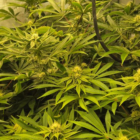 Dark Putang #1 growlog timeline photo