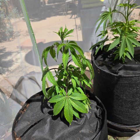 OG Kush - RQS #2 growlog timeline photo