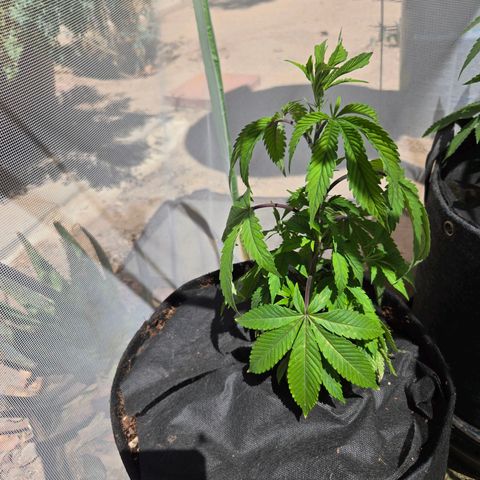 OG Kush - RQS #2 growlog timeline photo