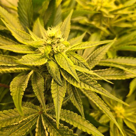 OG Kush growlog timeline photo