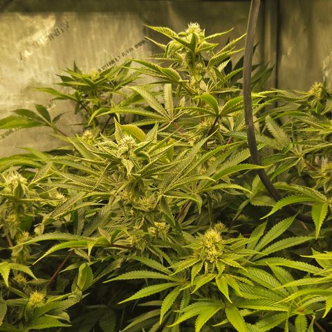 OG Kush growlog timeline photo