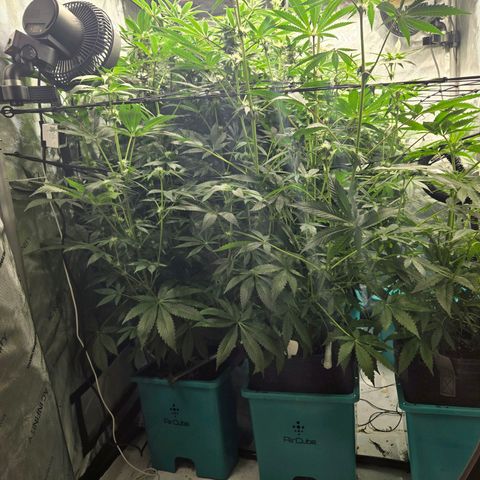 OG Kush growlog timeline photo
