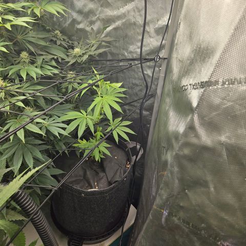 OG Kush - RQS #1 growlog photo: In flower tent