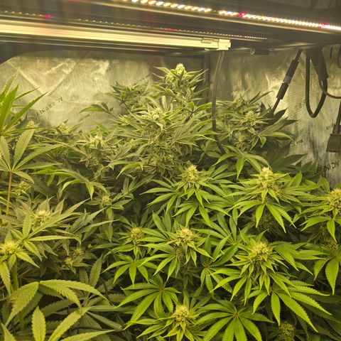 OG Kush growlog timeline photo