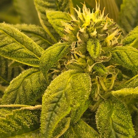 Dark Putang #1 growlog timeline photo