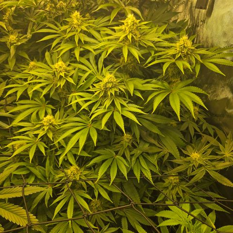 Dark Putang #1 growlog timeline photo