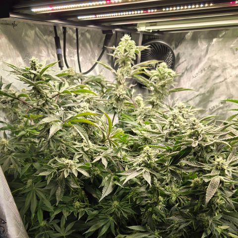 OG Kush growlog timeline photo