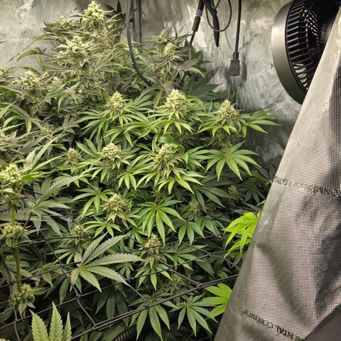 Dark Putang #1 growlog timeline photo