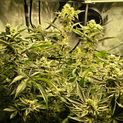 OG Kush growlog timeline photo