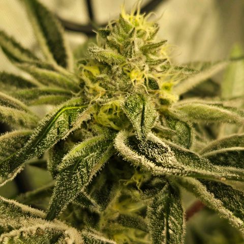 OG Kush growlog timeline photo
