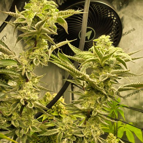 OG Kush growlog timeline photo