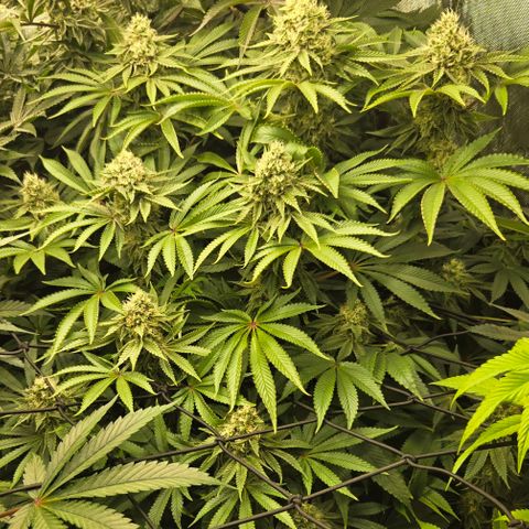 Dark Putang #1 growlog timeline photo