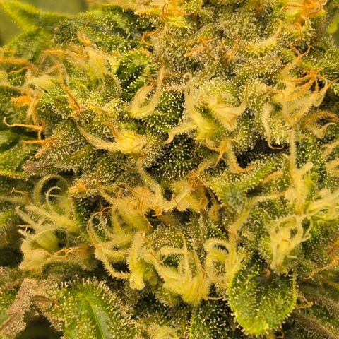 Dark Putang #1 growlog timeline photo
