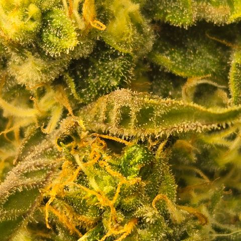 Dark Putang #1 growlog timeline photo