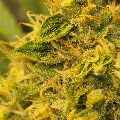 Dark Putang #1 growlog timeline photo
