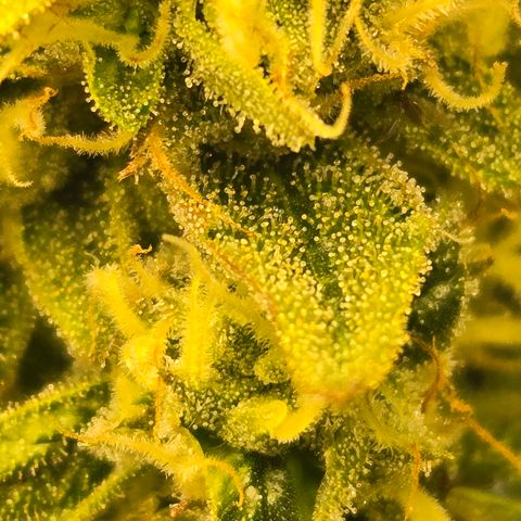 Dark Putang #1 growlog timeline photo