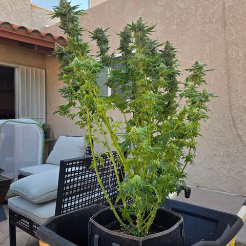 Dark Putang #1 growlog timeline photo