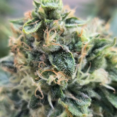 Dark Putang #1 growlog photo: Pre-harvest...few more days