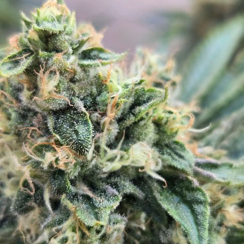 Dark Putang #1 growlog photo: Pre-harvest...few more days