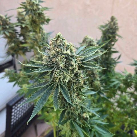 Dark Putang #1 growlog photo: Pre-harvest...few more days