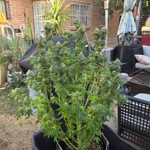 Dark Putang #1 growlog photo: Pre-harvest...few more days