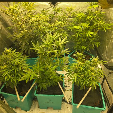 OG Kush - RQS #2 growlog timeline photo