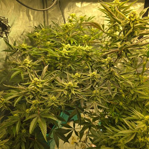 OG Kush - RQS #2 growlog timeline photo